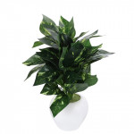 Green Artificial 45 Leaf Money Plant With White Pot